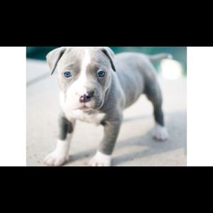 Meet your Posher, Dulce